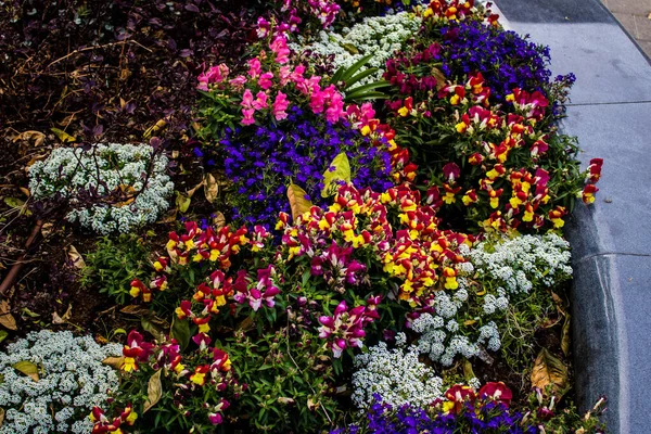 Тель Авів Ізраїль Квітня 2022 Квіти Прикрашені Провулками Вулицях Центру — стокове фото