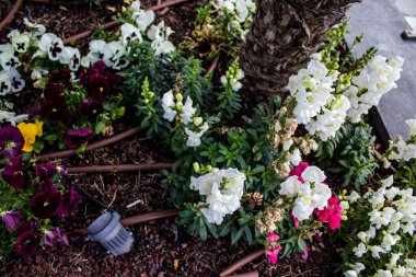 Tel Aviv, İsrail - Nisan 05, 2022 Şehir merkezindeki caddeleri süsleyen renkli çiçekler, Tel Aviv Belediye Binası güneşli günlerin gelişini kutlamak için her bahar yeni çiçekler eker.