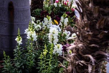 Tel Aviv, İsrail - Nisan 05, 2022 Şehir merkezindeki caddeleri süsleyen renkli çiçekler, Tel Aviv Belediye Binası güneşli günlerin gelişini kutlamak için her bahar yeni çiçekler eker.