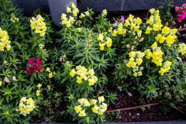 Tel Aviv, İsrail - Nisan 05, 2022 Şehir merkezindeki caddeleri süsleyen renkli çiçekler, Tel Aviv Belediye Binası güneşli günlerin gelişini kutlamak için her bahar yeni çiçekler eker.