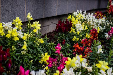 Tel Aviv, İsrail - Nisan 05, 2022 Şehir merkezindeki caddeleri süsleyen renkli çiçekler, Tel Aviv Belediye Binası güneşli günlerin gelişini kutlamak için her bahar yeni çiçekler eker.