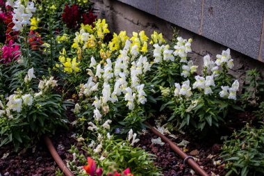 Tel Aviv, İsrail - Nisan 05, 2022 Şehir merkezindeki caddeleri süsleyen renkli çiçekler, Tel Aviv Belediye Binası güneşli günlerin gelişini kutlamak için her bahar yeni çiçekler eker.