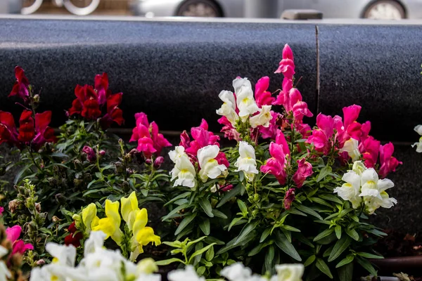 Tel Aviv, İsrail - Nisan 05, 2022 Şehir merkezindeki caddeleri süsleyen renkli çiçekler, Tel Aviv Belediye Binası güneşli günlerin gelişini kutlamak için her bahar yeni çiçekler eker.