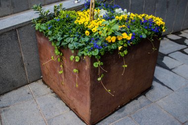 Tel Aviv, İsrail - Nisan 05, 2022 Şehir merkezindeki caddeleri süsleyen renkli çiçekler, Tel Aviv Belediye Binası güneşli günlerin gelişini kutlamak için her bahar yeni çiçekler eker.