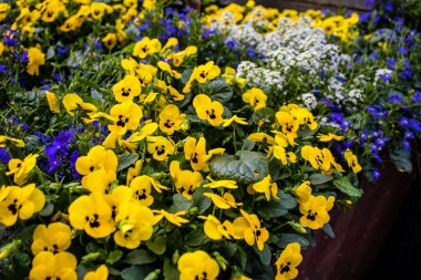 Tel Aviv, İsrail - Nisan 05, 2022 Şehir merkezindeki caddeleri süsleyen renkli çiçekler, Tel Aviv Belediye Binası güneşli günlerin gelişini kutlamak için her bahar yeni çiçekler eker.