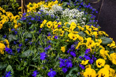 Tel Aviv, İsrail - Nisan 05, 2022 Şehir merkezindeki caddeleri süsleyen renkli çiçekler, Tel Aviv Belediye Binası güneşli günlerin gelişini kutlamak için her bahar yeni çiçekler eker.