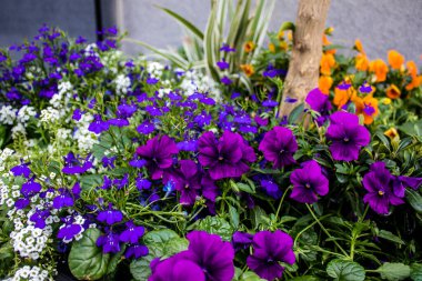 Tel Aviv, İsrail - Nisan 05, 2022 Şehir merkezindeki caddeleri süsleyen renkli çiçekler, Tel Aviv Belediye Binası güneşli günlerin gelişini kutlamak için her bahar yeni çiçekler eker.