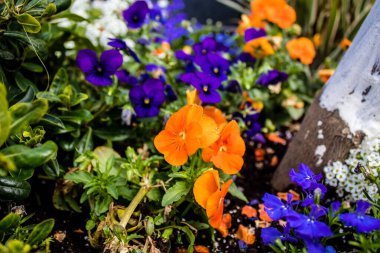 Tel Aviv, İsrail - Nisan 05, 2022 Şehir merkezindeki caddeleri süsleyen renkli çiçekler, Tel Aviv Belediye Binası güneşli günlerin gelişini kutlamak için her bahar yeni çiçekler eker.