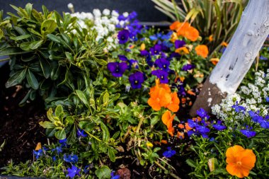 Tel Aviv, İsrail - Nisan 05, 2022 Şehir merkezindeki caddeleri süsleyen renkli çiçekler, Tel Aviv Belediye Binası güneşli günlerin gelişini kutlamak için her bahar yeni çiçekler eker.