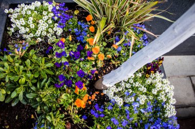 Tel Aviv, İsrail - Nisan 05, 2022 Şehir merkezindeki caddeleri süsleyen renkli çiçekler, Tel Aviv Belediye Binası güneşli günlerin gelişini kutlamak için her bahar yeni çiçekler eker.