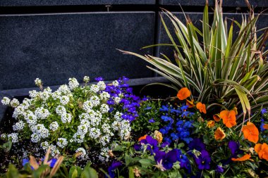 Tel Aviv, İsrail - Nisan 05, 2022 Şehir merkezindeki caddeleri süsleyen renkli çiçekler, Tel Aviv Belediye Binası güneşli günlerin gelişini kutlamak için her bahar yeni çiçekler eker.