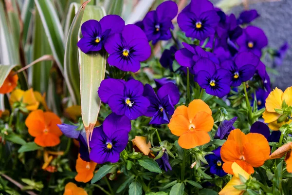 Tel Aviv Israel April 2022 Färgglada Blommor Dekorera Gångsidorna Gatorna — Stockfoto