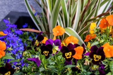 Tel Aviv, İsrail - Nisan 05, 2022 Şehir merkezindeki caddeleri süsleyen renkli çiçekler, Tel Aviv Belediye Binası güneşli günlerin gelişini kutlamak için her bahar yeni çiçekler eker.