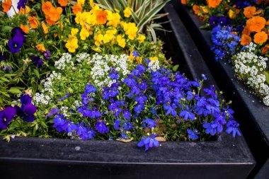 Tel Aviv, İsrail - Nisan 05, 2022 Şehir merkezindeki caddeleri süsleyen renkli çiçekler, Tel Aviv Belediye Binası güneşli günlerin gelişini kutlamak için her bahar yeni çiçekler eker.