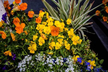 Tel Aviv, İsrail - Nisan 05, 2022 Şehir merkezindeki caddeleri süsleyen renkli çiçekler, Tel Aviv Belediye Binası güneşli günlerin gelişini kutlamak için her bahar yeni çiçekler eker.