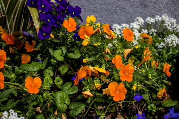 Tel Aviv Israel April 2022 Colorful Flowers Decorating Walksides Streets — Stock Photo, Image