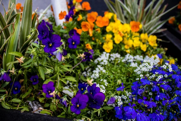 Tel Aviv, İsrail - Nisan 05, 2022 Şehir merkezindeki caddeleri süsleyen renkli çiçekler, Tel Aviv Belediye Binası güneşli günlerin gelişini kutlamak için her bahar yeni çiçekler eker.