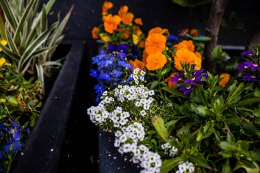 Tel Aviv, İsrail - Nisan 05, 2022 Şehir merkezindeki caddeleri süsleyen renkli çiçekler, Tel Aviv Belediye Binası güneşli günlerin gelişini kutlamak için her bahar yeni çiçekler eker.