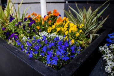 Tel Aviv, İsrail - Nisan 05, 2022 Şehir merkezindeki caddeleri süsleyen renkli çiçekler, Tel Aviv Belediye Binası güneşli günlerin gelişini kutlamak için her bahar yeni çiçekler eker.