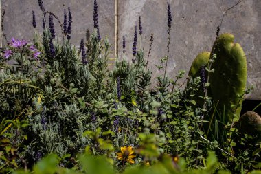 Tel Aviv, İsrail - Nisan 05, 2022 Şehir merkezindeki caddeleri süsleyen renkli çiçekler, Tel Aviv Belediye Binası güneşli günlerin gelişini kutlamak için her bahar yeni çiçekler eker.