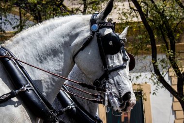 Seville, İspanya - 01 Mayıs 2022 at arabası sürücüsü İspanya 'nın en ünlü festivali Feria de Sevilla' da geçit töreni yapıyor.