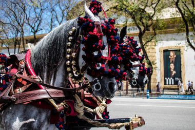 Seville, İspanya - 01 Mayıs 2022 at arabası sürücüsü İspanya 'nın en ünlü festivali Feria de Sevilla' da geçit töreni yapıyor.