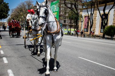 Seville, İspanya - 01 Mayıs 2022 at arabası sürücüsü İspanya 'nın en ünlü festivali Feria de Sevilla' da geçit töreni yapıyor.