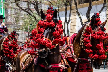 Seville, İspanya - 01 Mayıs 2022 at arabası sürücüsü İspanya 'nın en ünlü festivali Feria de Sevilla' da geçit töreni yapıyor.