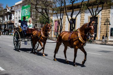 Seville, Spain - May 01, 2022 Horse and carriage driver parading at Feria de Sevilla, Spain's most famous festival, This celebration is back after two years of absence due to covid epidemic