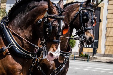 Seville, İspanya - 01 Mayıs 2022 at arabası sürücüsü İspanya 'nın en ünlü festivali Feria de Sevilla' da geçit töreni yapıyor.