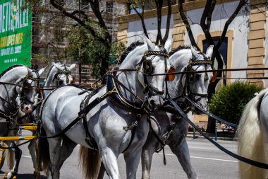 Seville, İspanya - 01 Mayıs 2022 at arabası sürücüsü İspanya 'nın en ünlü festivali Feria de Sevilla' da geçit töreni yapıyor.