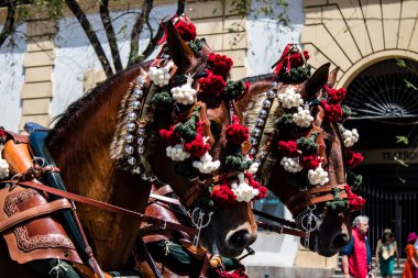 Seville, İspanya - 01 Mayıs 2022 at arabası sürücüsü İspanya 'nın en ünlü festivali Feria de Sevilla' da geçit töreni yapıyor.
