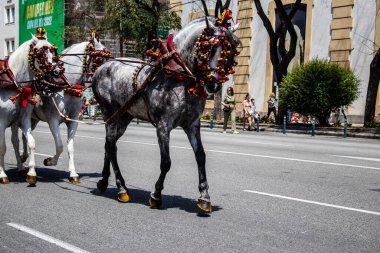 Seville, İspanya - 01 Mayıs 2022 at arabası sürücüsü İspanya 'nın en ünlü festivali Feria de Sevilla' da geçit töreni yapıyor.