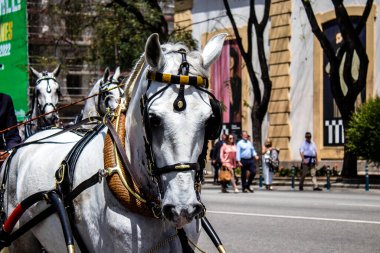 Seville, İspanya - 01 Mayıs 2022 at arabası sürücüsü İspanya 'nın en ünlü festivali Feria de Sevilla' da geçit töreni yapıyor.