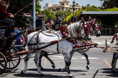 Seville, İspanya - 01 Mayıs 2022 at arabası sürücüsü İspanya 'nın en ünlü festivali Feria de Sevilla' da geçit töreni yapıyor.