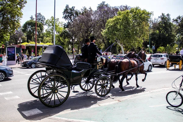 Seville, İspanya - 01 Mayıs 2022 at arabası sürücüsü İspanya 'nın en ünlü festivali Feria de Sevilla' da geçit töreni yapıyor.