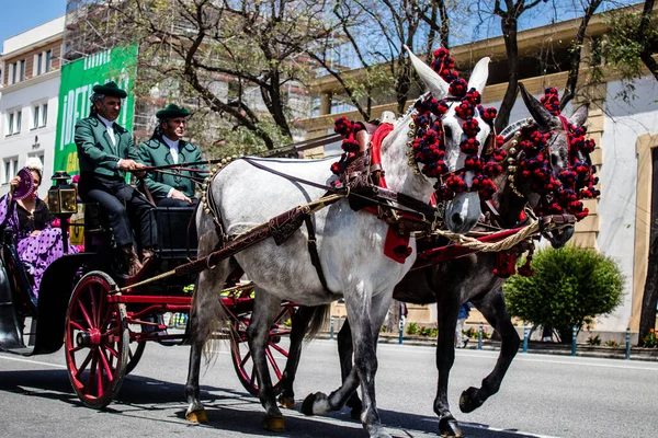 Seville, İspanya - 01 Mayıs 2022 at arabası sürücüsü İspanya 'nın en ünlü festivali Feria de Sevilla' da geçit töreni yapıyor.