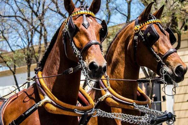 Seville, İspanya - 01 Mayıs 2022 at arabası sürücüsü İspanya 'nın en ünlü festivali Feria de Sevilla' da geçit töreni yapıyor.