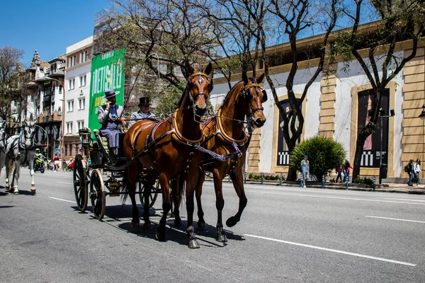 Seville, İspanya - 01 Mayıs 2022 at arabası sürücüsü İspanya 'nın en ünlü festivali Feria de Sevilla' da geçit töreni yapıyor.