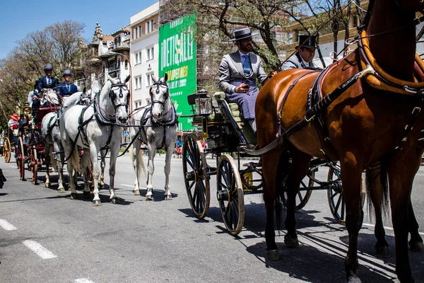 Seville, İspanya - 01 Mayıs 2022 at arabası sürücüsü İspanya 'nın en ünlü festivali Feria de Sevilla' da geçit töreni yapıyor.