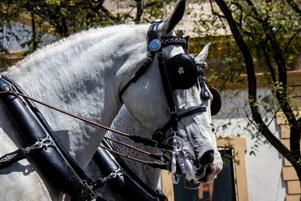 Seville Spanya Mayıs 2022 Arabası Sürücüsü Spanya Nın Ünlü Festivali — Stok fotoğraf