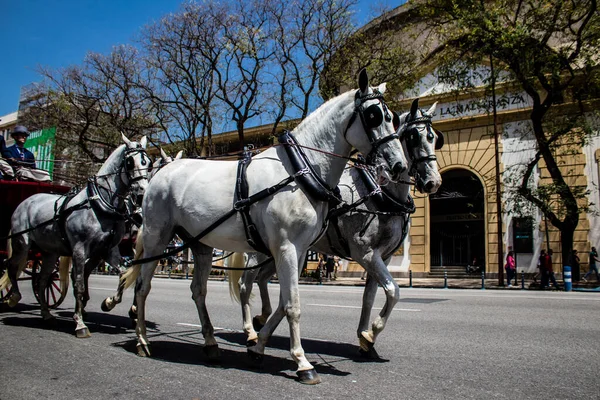 Seville, İspanya - 01 Mayıs 2022 at arabası sürücüsü İspanya 'nın en ünlü festivali Feria de Sevilla' da geçit töreni yapıyor.