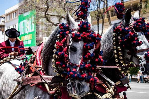 Seville, İspanya - 01 Mayıs 2022 at arabası sürücüsü İspanya 'nın en ünlü festivali Feria de Sevilla' da geçit töreni yapıyor.