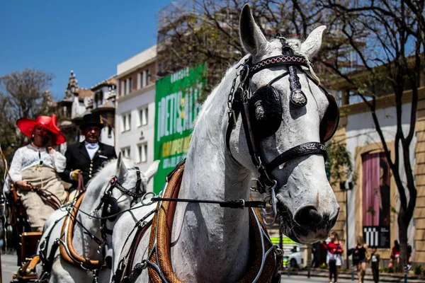 Seville Spain May 2022 Horse Carriage Driver Parading Feria Sevilla — Foto de Stock