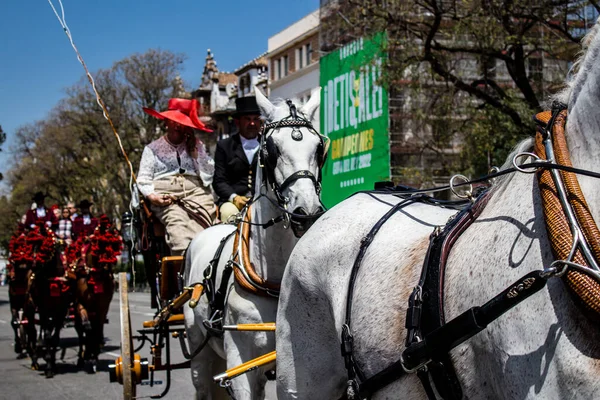 Seville, İspanya - 01 Mayıs 2022 at arabası sürücüsü İspanya 'nın en ünlü festivali Feria de Sevilla' da geçit töreni yapıyor.