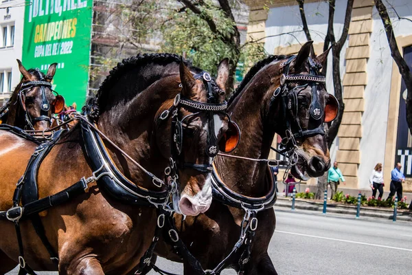 Seville, İspanya - 01 Mayıs 2022 at arabası sürücüsü İspanya 'nın en ünlü festivali Feria de Sevilla' da geçit töreni yapıyor.