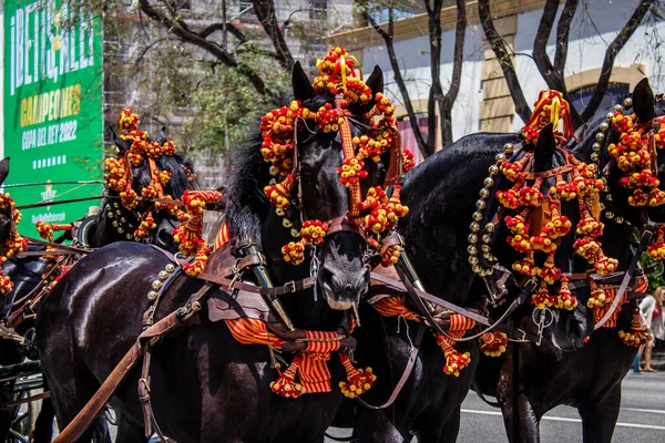 Seville, İspanya - 01 Mayıs 2022 at arabası sürücüsü İspanya 'nın en ünlü festivali Feria de Sevilla' da geçit töreni yapıyor.