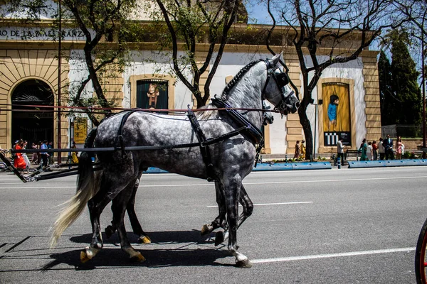 Seville, İspanya - 01 Mayıs 2022 at arabası sürücüsü İspanya 'nın en ünlü festivali Feria de Sevilla' da geçit töreni yapıyor.
