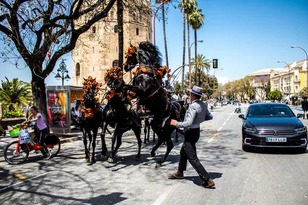 Seville, İspanya - 01 Mayıs 2022 at arabası sürücüsü İspanya 'nın en ünlü festivali Feria de Sevilla' da geçit töreni yapıyor.