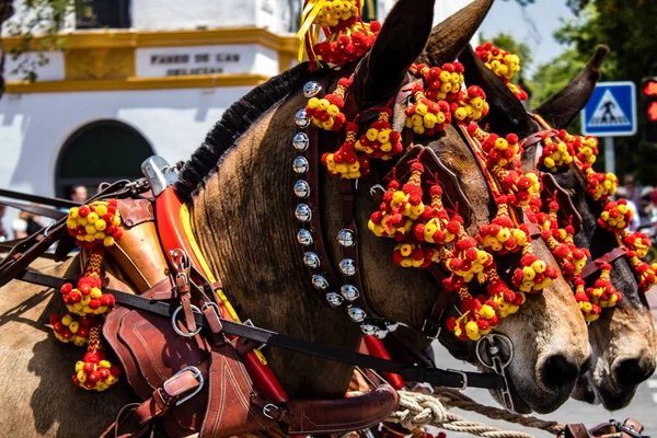 Seville, İspanya - 01 Mayıs 2022 at arabası sürücüsü İspanya 'nın en ünlü festivali Feria de Sevilla' da geçit töreni yapıyor.